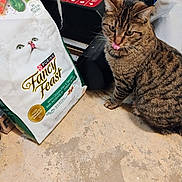 Taco joined the competition — help win amazing prizes! cat, tabby_cat, pet, animal, floor, cat_food, bag, purina, fancy_feast, licking_lips, indoor, brown, striped, food_bag, concrete_floor, pet_food, sitting, feline, domestic_cat, curious