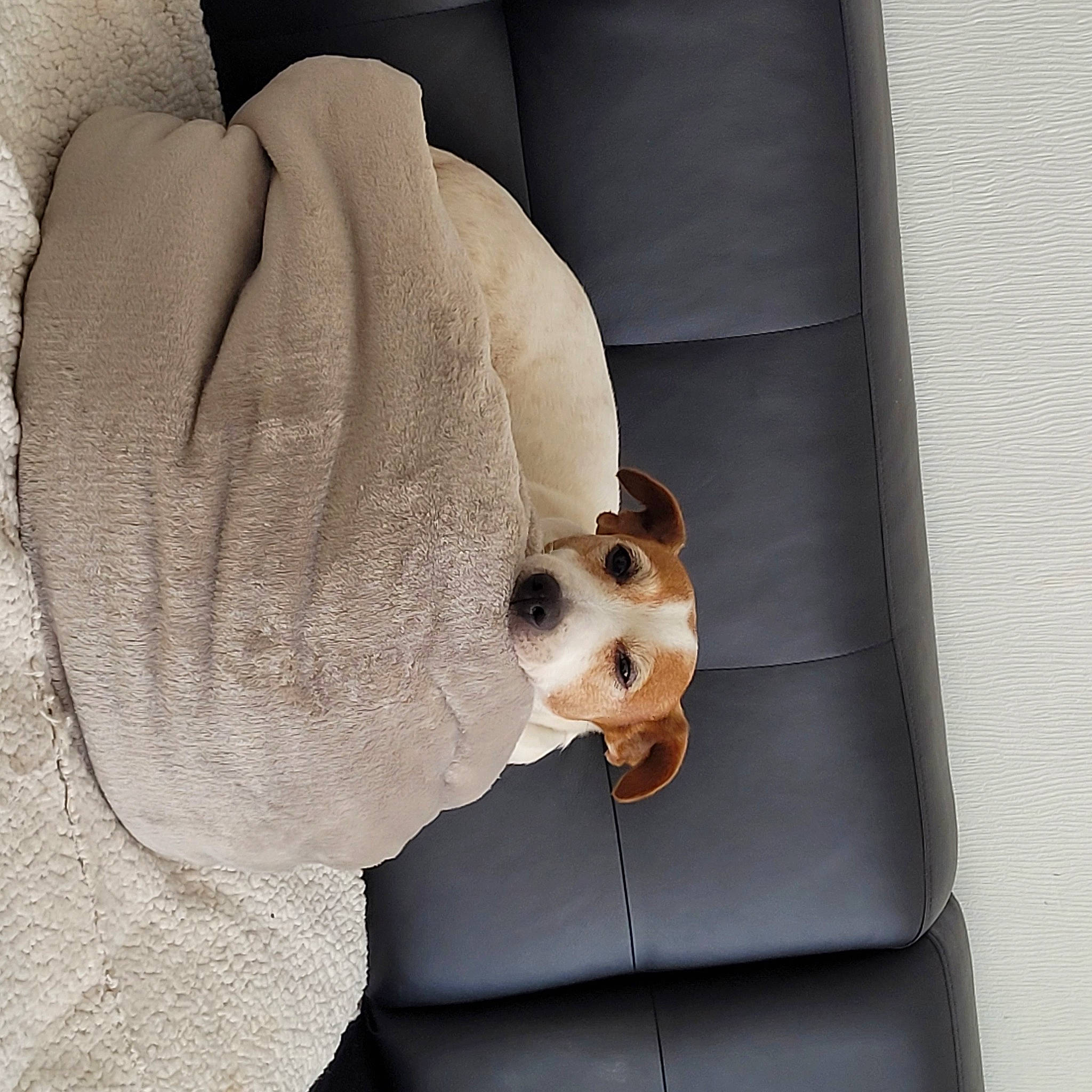 Jade participe au concours pour gagner de l'argent avec cette photo : bone, canidae, carnivore, comfort, companion_dog, dog, dog_breed, fashion_accessory, fawn, fur, head, human_body, linens, non_sporting_group, pet_supply, rectangle, snout, sporting_group, sunglasses, working_animal