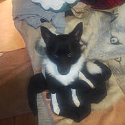 Chase is registered to the contest to win money with this photo: dog, black_and_white, indoor, couch, blanket, clothes, pet, animal, furniture, looking_up, ears_up, fur, domestic_animal, companion, cozy, home, soft_furniture, animal_portrait, canine, resting