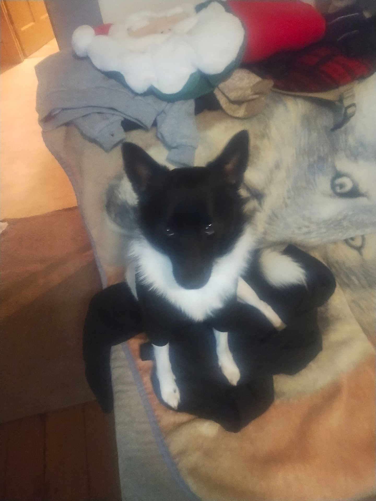 Chase is registered to the contest to win money with this photo: dog, black_and_white, indoor, couch, blanket, clothes, pet, animal, furniture, looking_up, ears_up, fur, domestic_animal, companion, cozy, home, soft_furniture, animal_portrait, canine, resting