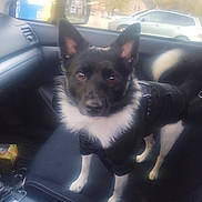 Chase joined the competition — help win amazing prizes! animal, black_and_white, can, car_interior, dashboard, daytime, dog, domestic_animal, ears, eyes, fur, jacket, looking, passenger_seat, pet, seat, side_mirror, standing, tail, window