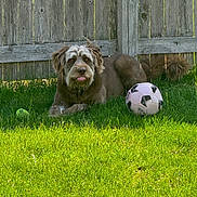 Canelo joined the competition — help win amazing prizes! dog, grass, fence, soccer_ball, tennis_ball, outdoor, pet, playful, brown_dog, tongue_out, sunlight, yard, summer, animal, fluffy, resting, nature, grass_field, wooden_fence, daytime