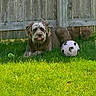 dog, grass, fence, soccer_ball, tennis_ball, outdoor, pet, playful, brown_dog, tongue_out, sunlight, yard, summer, animal, fluffy, resting, nature, grass_field, wooden_fence, daytime
