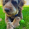 Canelo joined the competition — help win amazing prizes! dog, grass, tennis_ball, outdoor, sunny, pet, animal, brown_fur, paw, collar, yard, fence, tree, nature, playful, closeup, canine, weekend, relaxed, daytime