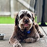 Canelo is registered to the contest to win money with this photo: dog, pet, brown_fur, tongue_out, lying_down, outdoor, concrete, fence, backyard, collar, tag, cute, scruffy, canine, portrait, animal, fluffy, relaxed, friendly, companion