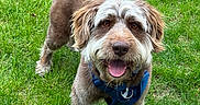 Canelo joined the competition — help win amazing prizes! animal, brown, canine, collar, daylight, dog, ears, fur, grass, greenery, happy, harness, looking_at_camera, muzzle, outdoor, pet, standing, tail, tongue_out, white