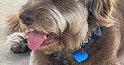 Canelo joined the competition — help win amazing prizes! dog, brown_dog, tongue_out, collar, heart_tag, bow_tie, fluffy, pet, canine, outdoor, concrete, close_up, relaxed, animal, mammal, laying_down, fur, friendly, happy, tongue