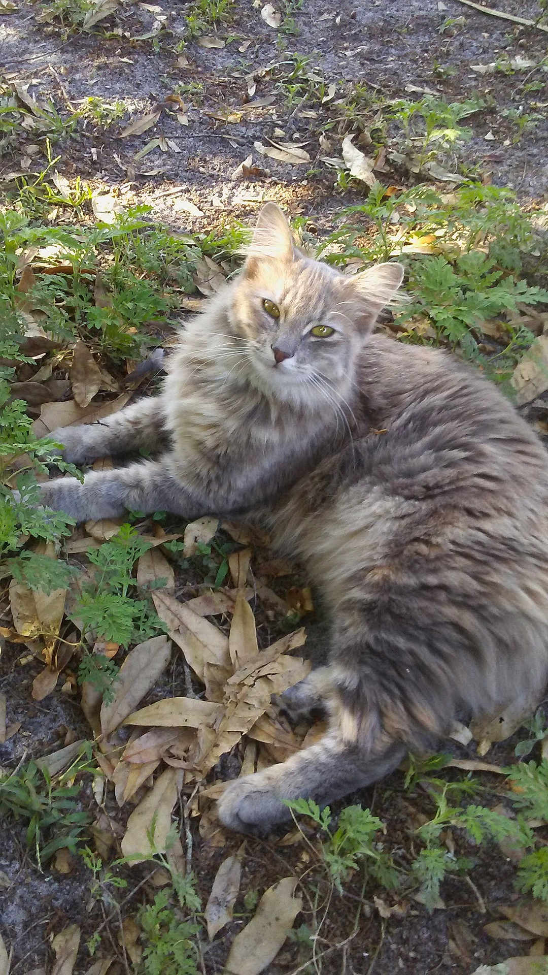 Tina