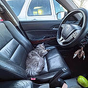Shadow joined the competition — help win amazing prizes! car_interior, car_keys, cat, center_console, cozy_pet, cup_with_straw, dashboard, fluffy_cat, grey_cat, leather_seat, parked_suv, passenger_seat, pear, seat_buckle, seat_wear, side_mirror, sleeping_cat, steering_wheel, sunlight_glare, window