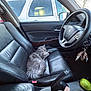 car_interior, car_keys, cat, center_console, cozy_pet, cup_with_straw, dashboard, fluffy_cat, grey_cat, leather_seat, parked_suv, passenger_seat, pear, seat_buckle, seat_wear, side_mirror, sleeping_cat, steering_wheel, sunlight_glare, window