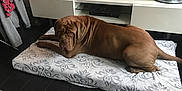 Bear joined the competition — help win amazing prizes! animal, bulldog, canine, clothing, coat, dog, dogbed, furniture, pet