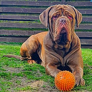 Bear is registered to the contest to win money with this photo: animal, brown_dog, canine, closeup, dog, domestic_animal, fence, grass, large_dog, nature, orange_ball, outdoor, paw, pet, playful, resting, summer, toy, wrinkles, yard
