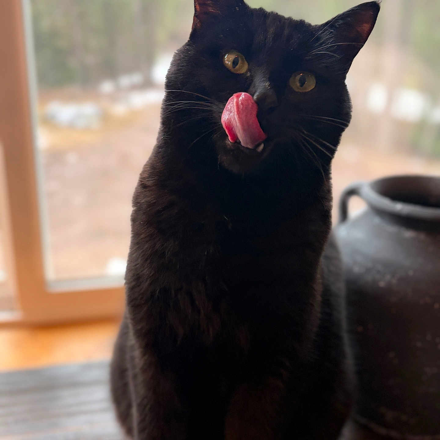 Litz joined the competition — help win amazing prizes! cat, black_cat, tongue_out, indoor, window, yellow_eyes, pet, animal, feline, whiskers, wooden_surface, blurred_background, domestic_cat, sitting, cute, closeup, portrait, houseplant_pot, natural_light, curious