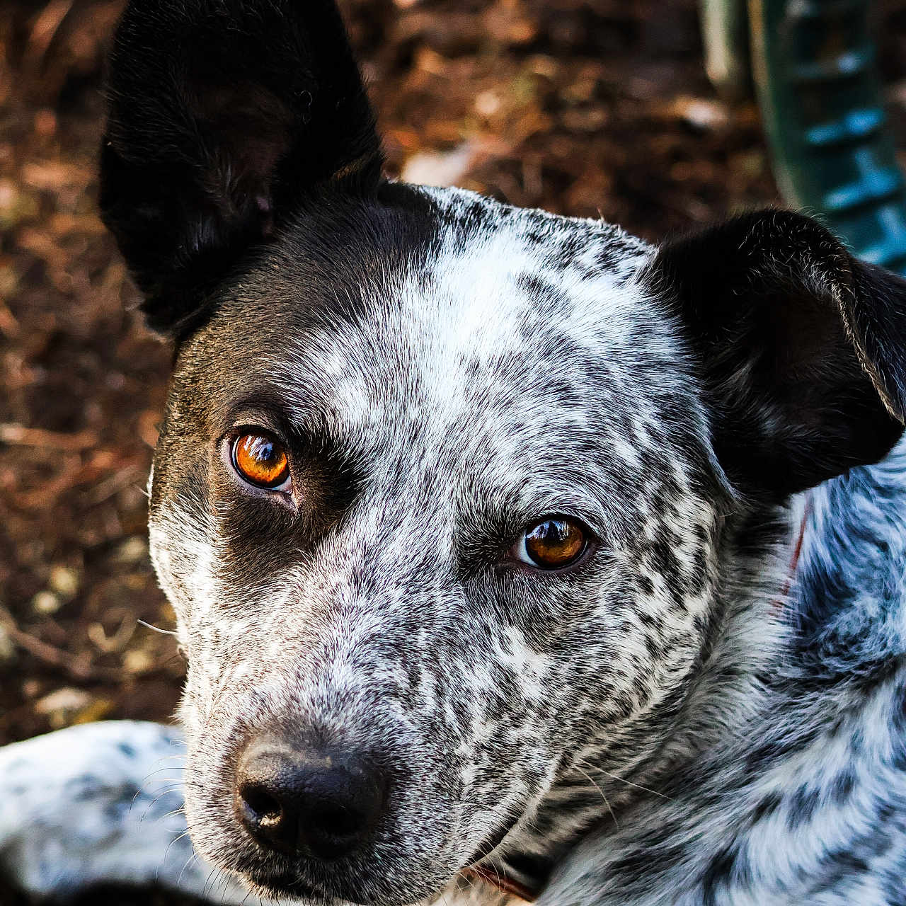 Echo