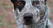 Echo joined the competition — help win amazing prizes! dog, animal, pet, portrait, close_up, outdoor, ears, collar, brown_eyes, speckled_fur, canine, looking, attention, nature, fur, muzzle, whiskers, alert, cute, domestic_animal