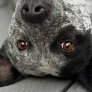 Echo joined the competition — help win amazing prizes! dog, close_up, face, brown_eyes, fur, texture, upside_down, pet, animal, lying_down, snout, nose, whiskers, canine, portrait, detail, soft_light, cute, expression, floor