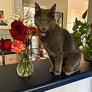 Saffie joined the competition — help win amazing prizes! animal, cat, countertop, curious, domestic_cat, flowers, framed_photos, furniture, gray_cat, green_leaves, houseplant, indoor, living_room, natural_light, orange_carnation, pet, red_rose, sitting, vase, window