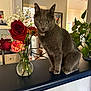 animal, cat, countertop, curious, domestic_cat, flowers, framed_photos, furniture, gray_cat, green_leaves, houseplant, indoor, living_room, natural_light, orange_carnation, pet, red_rose, sitting, vase, window