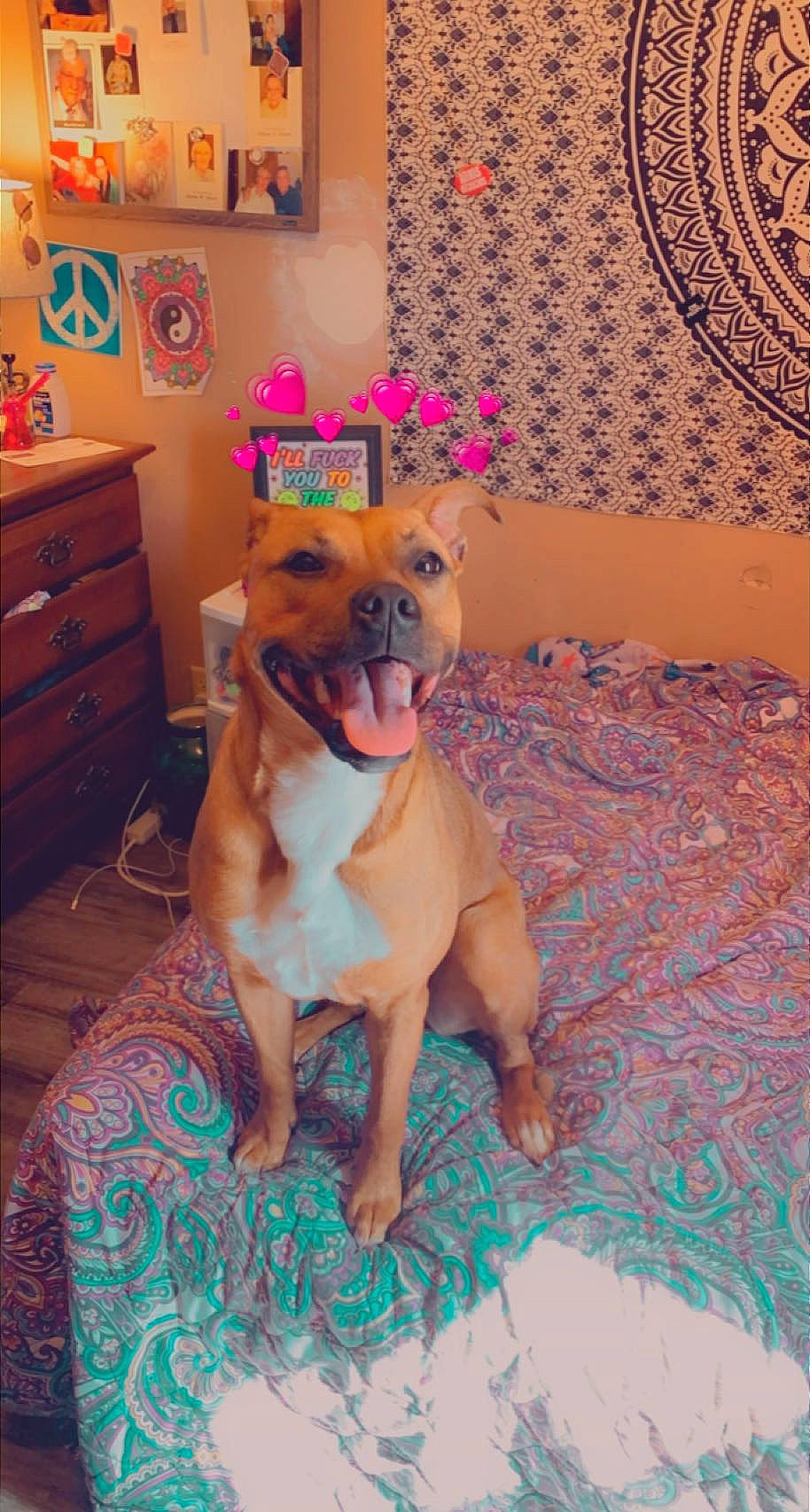 Ava joined the competition — help win amazing prizes! cabinetry, canidae, carnivore, chest, chest_of_drawers, companion_dog, dog, dog_breed, dog_clothes, dog_supply, drawer, fawn, flooring, room, snout, sporting_group, tail, toy_dog, wood, working_animal