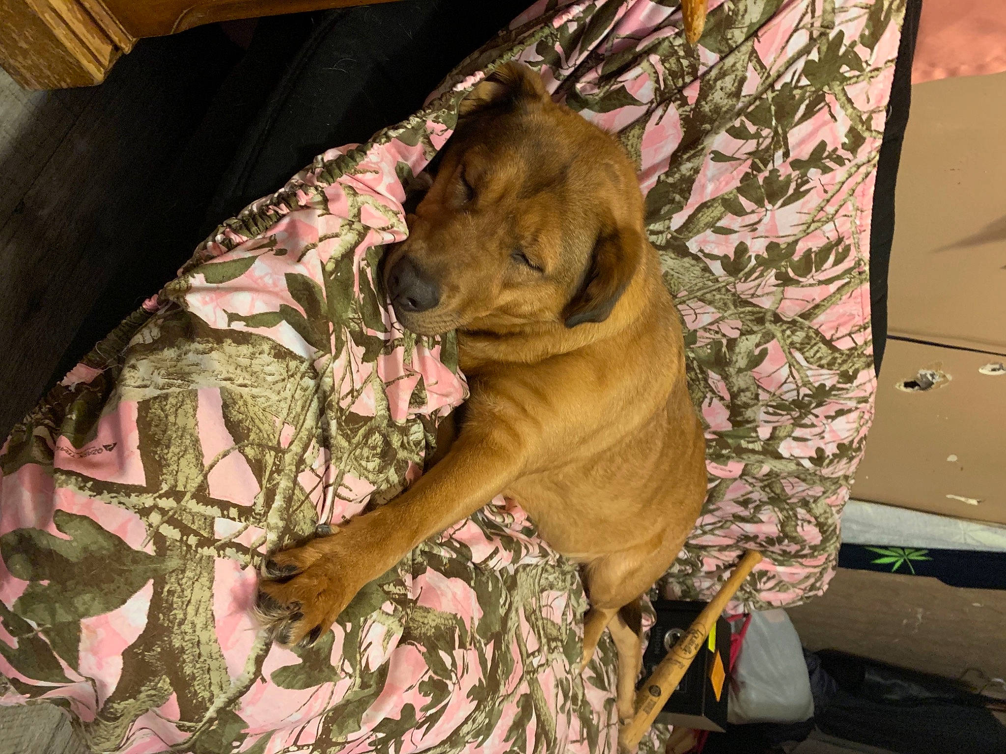 Maryjane joined the competition — help win amazing prizes! camouflage, canidae, carnivore, comfort, companion_dog, dog, dog_breed, dog_supply, fawn, felidae, fur, guard_dog, linens, military_camouflage, pattern, room, snout, sporting_group, whiskers, wood