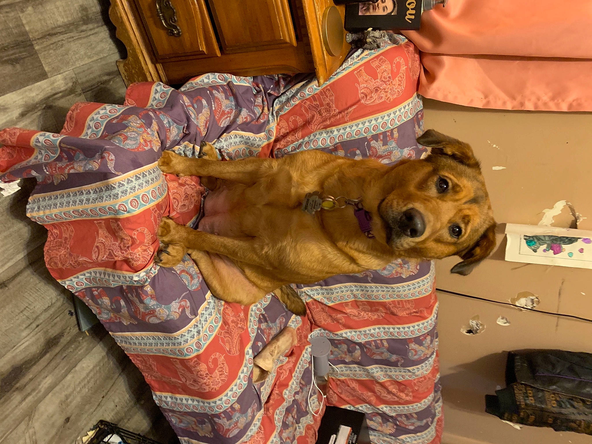 Maryjane is registered to the contest to win money with this photo: bedding, box, canidae, carnivore, comfort, companion_dog, dog, dog_breed, dog_supply, fawn, fur, hardwood, linens, mammal, pattern, room, shipping_box, sporting_group, wood, working_animal