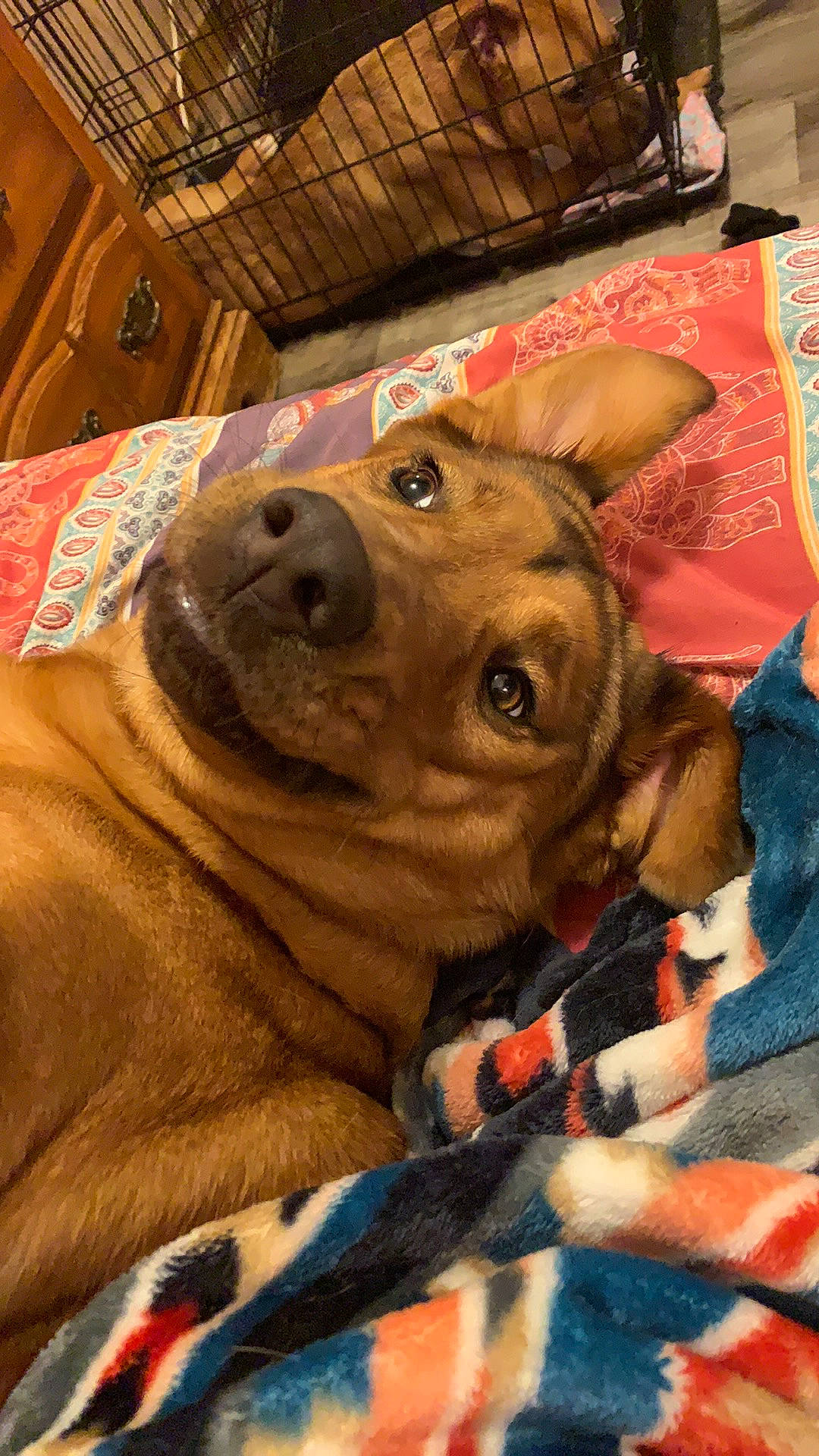 Maryjane joined the competition — help win amazing prizes! canidae, carnivore, collar, companion_dog, dog, dog_breed, dog_collar, fawn, fur, guard_dog, liver, puppy, selfie, snout, sporting_group, whiskers, wood, working_animal, working_dog, wrinkle