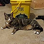 Beastie is registered to the contest to win money with this photo: animal, background, cat, concrete_floor, container, domestic, feline, floor, household, indoor, litter, lying_down, pet, purina, relaxed, storage, tabby_cat, tidy_cats, water_droplets, yellow_bucket
