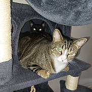 Beastie is registered to the contest to win money with this photo: animal, cat, cat_tree, cozy, curious, domestic_cat, ears, eyes, feline, fur, home, indoor, multi_level, pet_furniture, pets, resting, scratching_post, sitting, tabby_cat, whiskers