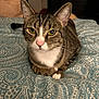 Beastie is registered to the contest to win money with this photo: animal, bedspread, cat, closeup, cute, door, ears, eyes, feline, furniture, indoor, looking, nose, patterned_bedspread, paws, pet, resting, room, tabby_cat, whiskers