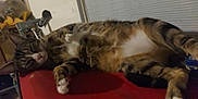 Beastie is registered to the contest to win money with this photo: casual, cat, cluttered_background, cozy, domestic_animal, ears, feline, fur, household, indoor, lying_down, paws, pet, red_surface, relaxed, resting, sleepy, tabby, whiskers, white_belly