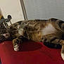 casual, cat, cluttered_background, cozy, domestic_animal, ears, feline, fur, household, indoor, lying_down, paws, pet, red_surface, relaxed, resting, sleepy, tabby, whiskers, white_belly