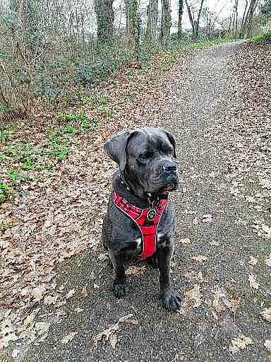 Ruby participe au concours pour gagner de l'argent avec cette photo : borador, canidae, carnivore, collar, companion_dog, dog, dog_breed, dog_collar, fawn, gun_dog, liver, plant, snout, soil, sporting_group, tail, terrestrial_animal, tree, whiskers, working_animal