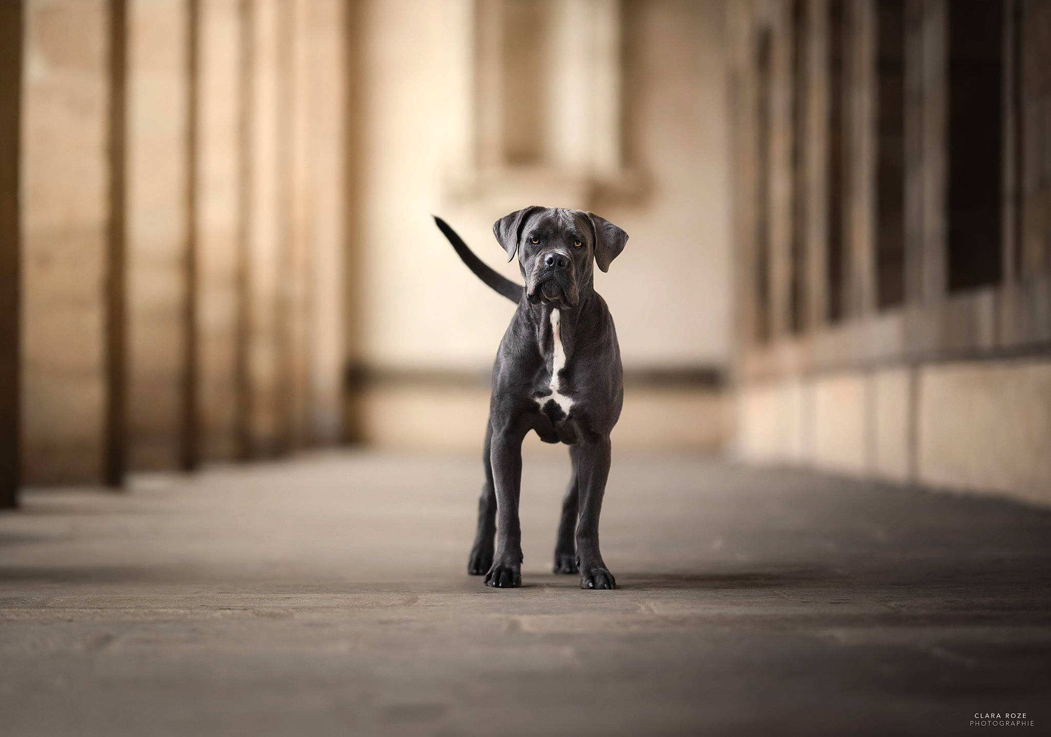 Ruby participe au concours pour gagner de l'argent avec cette photo : art, canidae, carnivore, companion_dog, darkness, dog, dog_breed, fawn, flash_photography, grey, monochrome, monochrome_photography, road, sculpture, snout, sporting_group, tail, tints_and_shades, wood, working_animal