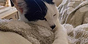 Patchouli participe au concours pour gagner de l'argent avec cette photo : animal, black_and_white, blanket, cat, close_up, comfort, cozy, cute, domestic, feline, furry, indoor, nap, paw, pet, relaxed, resting, sleeping, soft_texture, warm