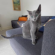 Earl Grey joined the competition — help win amazing prizes! cat, gray_cat, green_eyes, sofa, couch, living_room, painting, pillow, orange_pillow, blue_pillow, wood_floor, curious, pet, indoor, furniture, cozy, domestic_cat, animal, looking, sitting