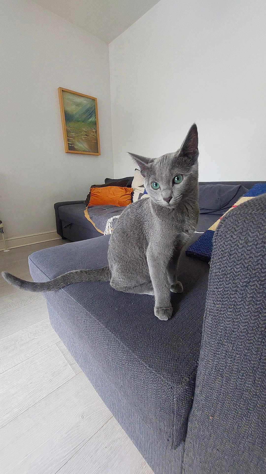 Earl Grey joined the competition — help win amazing prizes! cat, gray_cat, green_eyes, sofa, couch, living_room, painting, pillow, orange_pillow, blue_pillow, wood_floor, curious, pet, indoor, furniture, cozy, domestic_cat, animal, looking, sitting