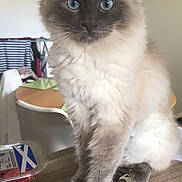 Harris is registered to the contest to win money with this photo: balinese, birman, british_semi_longhair, carnivoran, cat, cat_like_mammal, domestic_long_haired_cat, domestic_short_haired_cat, fur, kitten, mammal, ragamuffin, ragdoll, small_to_medium_sized_cats, snout, vertebrate, whiskers