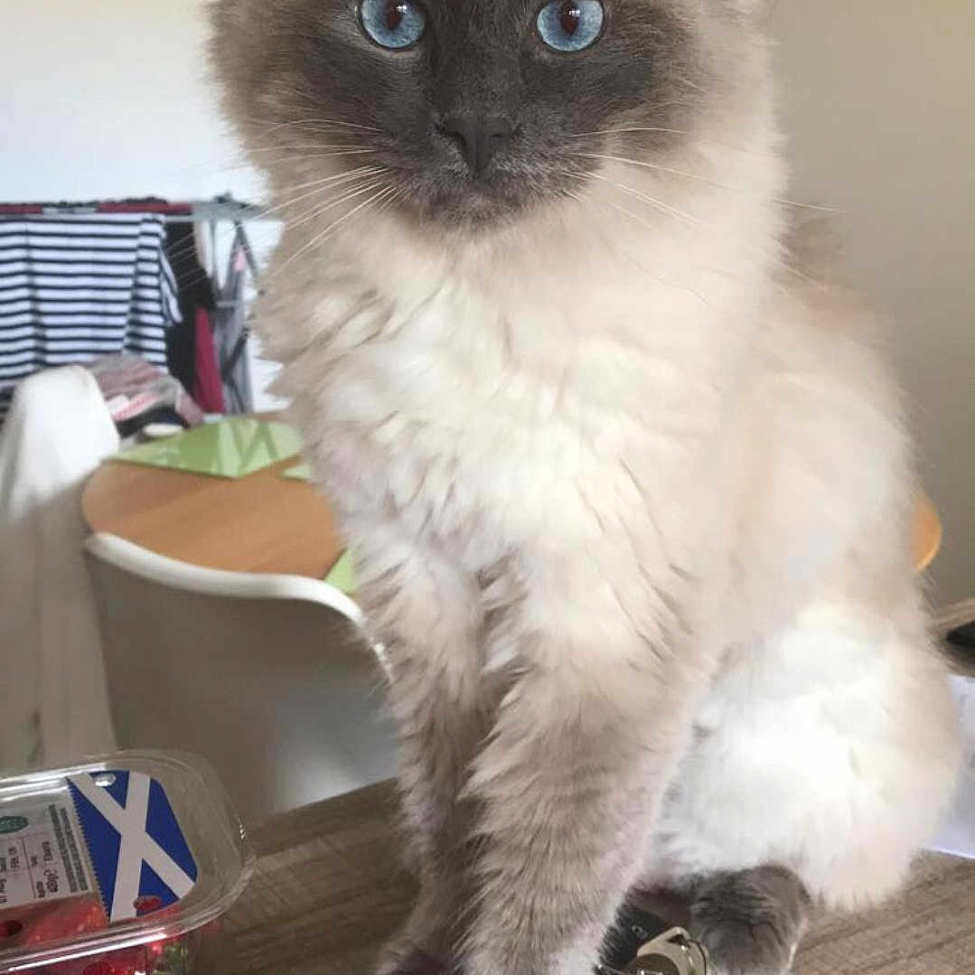 Harris is registered to the contest to win money with this photo: balinese, birman, british_semi_longhair, carnivoran, cat, cat_like_mammal, domestic_long_haired_cat, domestic_short_haired_cat, fur, kitten, mammal, ragamuffin, ragdoll, small_to_medium_sized_cats, snout, vertebrate, whiskers