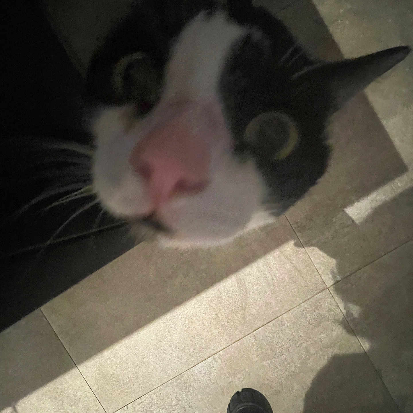 Lili a rejoint le concours — aidez-le/la à gagner de superbes lots ! animal, boy, cat, child, clothing, face, footwear, head, kitten, male, manx, pants, person, pet, runningshoe, sandal, shoe, sneaker, tile, wood