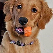 Millie Grace is registered to the contest to win money with this photo: dog, golden_retriever, puppy, carrot, pet, indoor, collar, animal, cute, fur, face, mouth, ears, looking, closeup, expression, young, companion, domestic, mammal