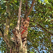 Athèna a rejoint le concours — aidez-le/la à gagner de superbes lots ! alert, animal, branch, cat, climbing, curious, daylight, feline, greenery, harness, leaves, moss, nature, outdoor, pet, sky, spotted_cat, sunlight, tree, young_cat