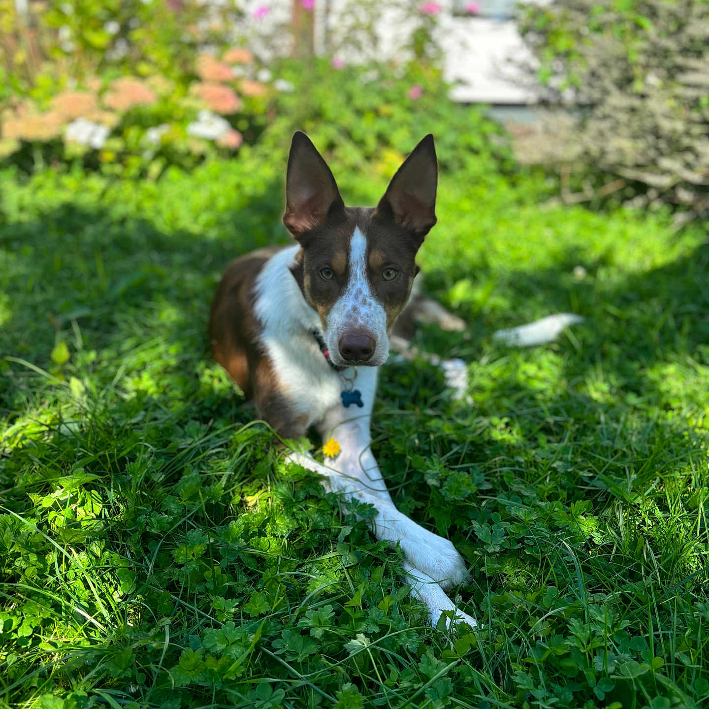 Diouk a rejoint le concours — aidez-le/la à gagner de superbes lots ! animal, backyard, canine, dog, field, grass, grassland, green, herbal, herbs, lawn, nature, outdoors, pet, plant, pottedplant, puppy, tree, vegetation, yard