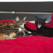 Pirata Kafrine a rejoint le concours — aidez-le/la à gagner de superbes lots ! cat, calico_cat, black_cat, bed, blanket, red_blanket, sleeping, yawning, paw, feline, pets, indoor, resting, cute, animal, cozy, fur, whiskers, playful, relaxed