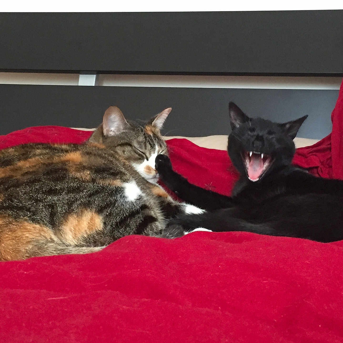 Pirata Kafrine a rejoint le concours — aidez-le/la à gagner de superbes lots ! animal, bed, black_cat, blanket, calico_cat, cat, cozy, cute, feline, fur, indoor, paw, pets, playful, red_blanket, relaxed, resting, sleeping, whiskers, yawning