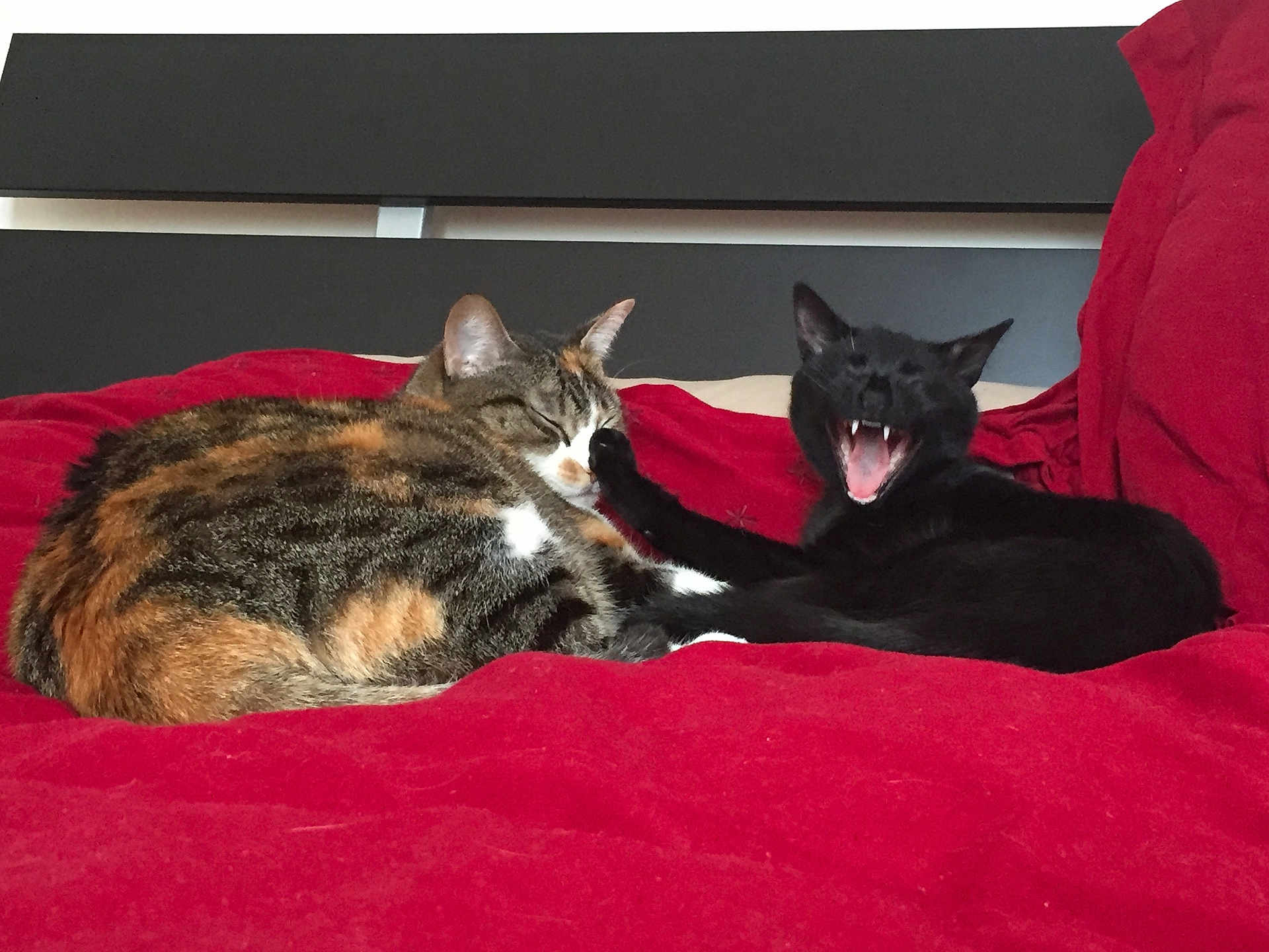 Pirata Kafrine a rejoint le concours — aidez-le/la à gagner de superbes lots ! cat, calico_cat, black_cat, bed, blanket, red_blanket, sleeping, yawning, paw, feline, pets, indoor, resting, cute, animal, cozy, fur, whiskers, playful, relaxed