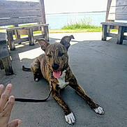 Cookie joined the competition — help win amazing prizes! dog, brindle, tongue_out, leash, concrete, wooden_bench, outdoor, lake, water, sunny, shadow, human_hand, playful, pet, animal, canine, resting, daylight, nature, park