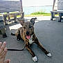 dog, brindle, tongue_out, leash, concrete, wooden_bench, outdoor, lake, water, sunny, shadow, human_hand, playful, pet, animal, canine, resting, daylight, nature, park