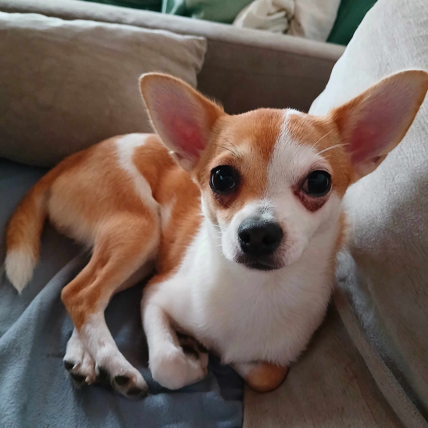 Nellye participe au concours pour gagner de l'argent avec cette photo : animal, architecture, baby, building, canine, chihuahua, cockerspaniel, couch, cushion, dog, furniture, homedecor, hound, indoors, livingroom, papillon, person, pet, puppy, room