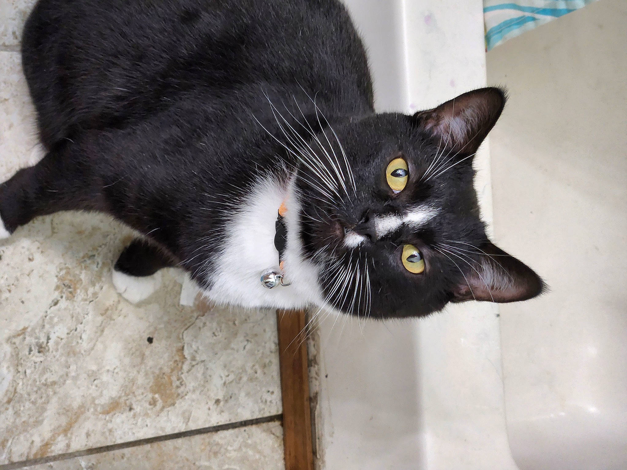 Gus joined the competition — help win amazing prizes! black_cat, carnivore, cat, claw, comfort, domestic_short_haired_cat, eye, felidae, fur, head, leg, paw, small_to_medium_sized_cats, snout, tail, terrestrial_animal, whiskers, window