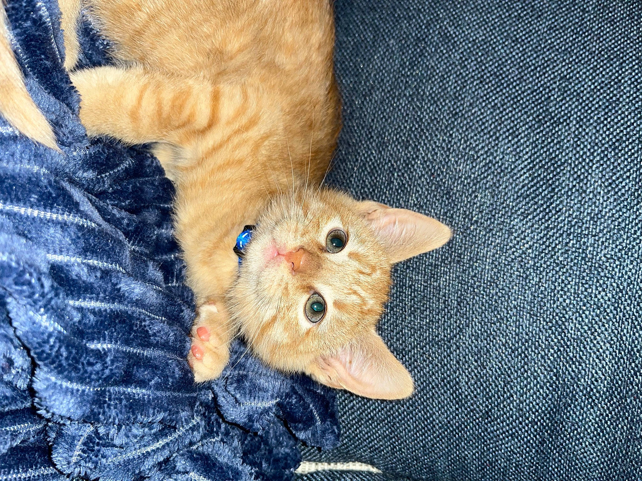 Loki joined the competition — help win amazing prizes! carnivore, cat, claw, domestic_short_haired_cat, electric_blue, fawn, felidae, foot, fur, linens, pattern, paw, small_to_medium_sized_cats, snout, tail, textile, tree, whiskers, wood, woven_fabric